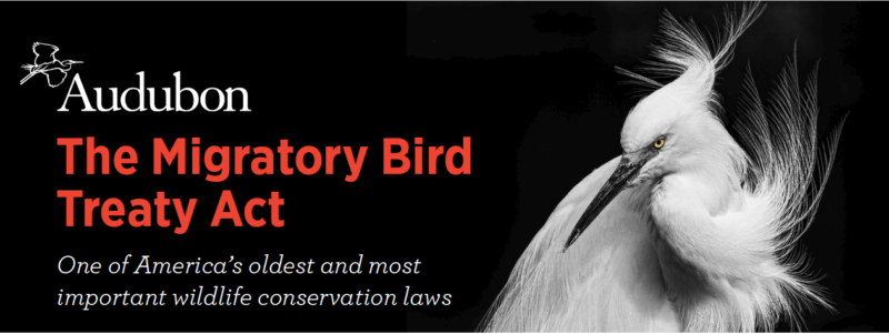 Migratory Bird Treaty Act Threat Sign-on Letter – ROGUE VALLEY AUDUBON