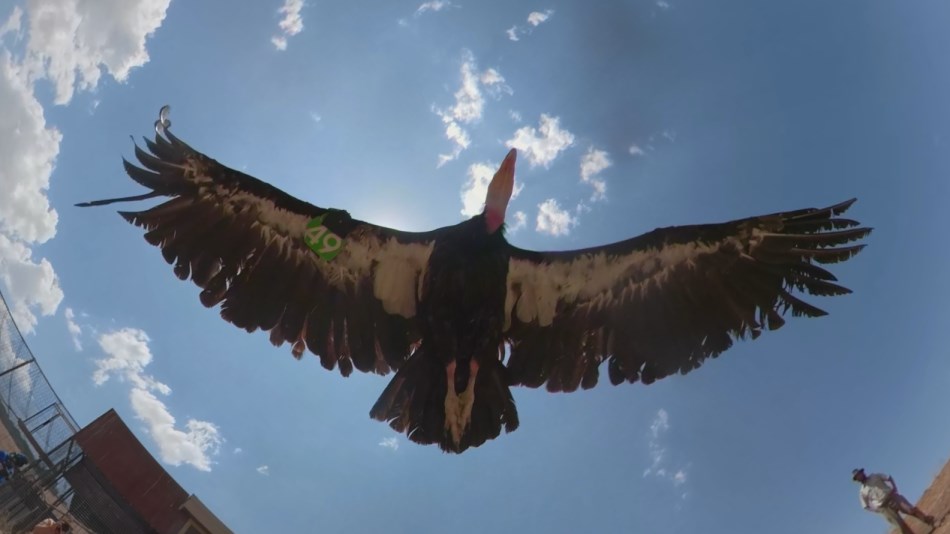 The Recovery and Conservation of the California Condor