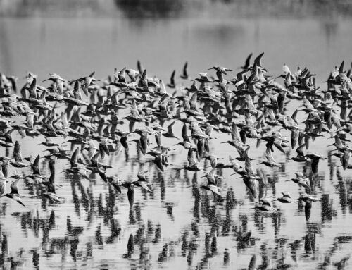 White City Lagoons Work (August 2025)