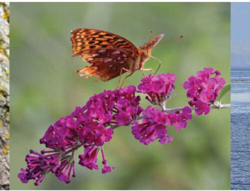 Support HB 4134 “1.25% for Wildlife”