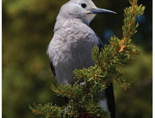 The Birds of Crater Lake National Park, Thursday April 30