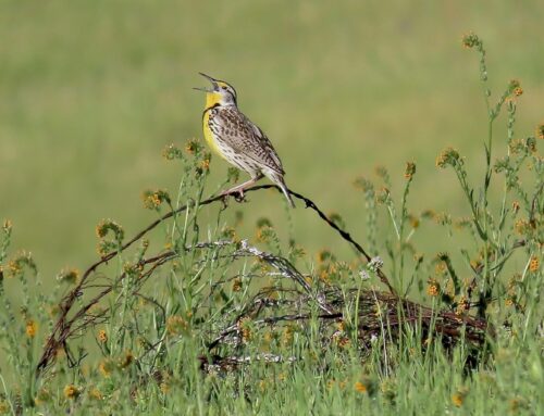 May Conservation Column – Imperatrice Property